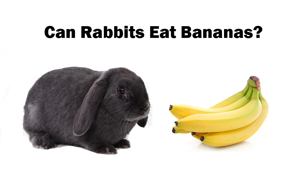 Can Rabbits Eat Bananas? Daniel Oren