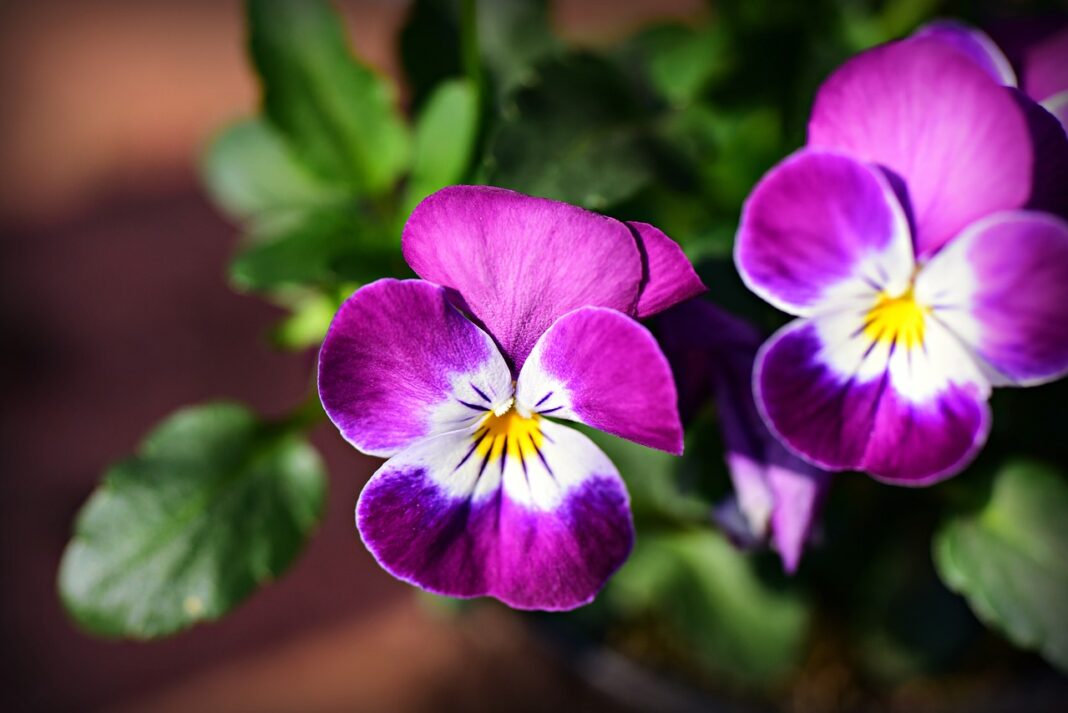 Purple Pansies Facts, Growing, Caring & More Daniel Oren