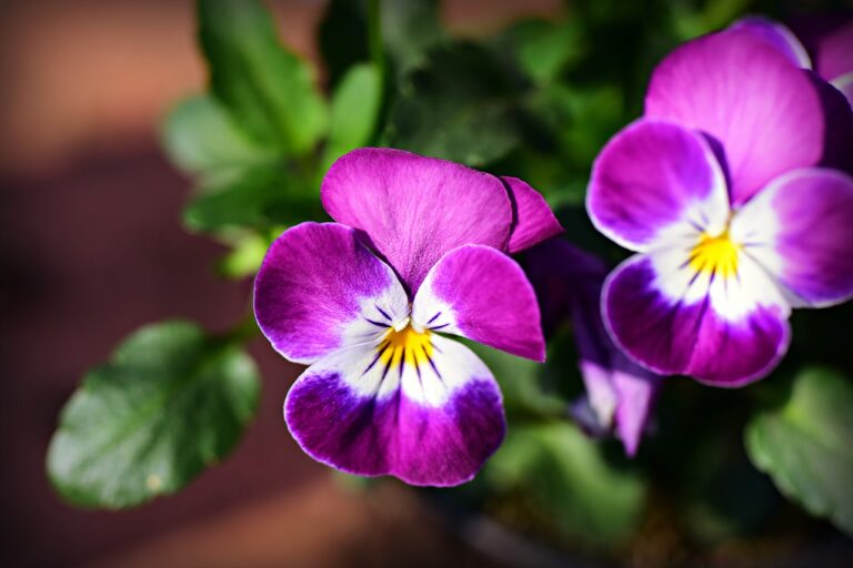Purple Pansies Facts, Growing, Caring & More Daniel Oren
