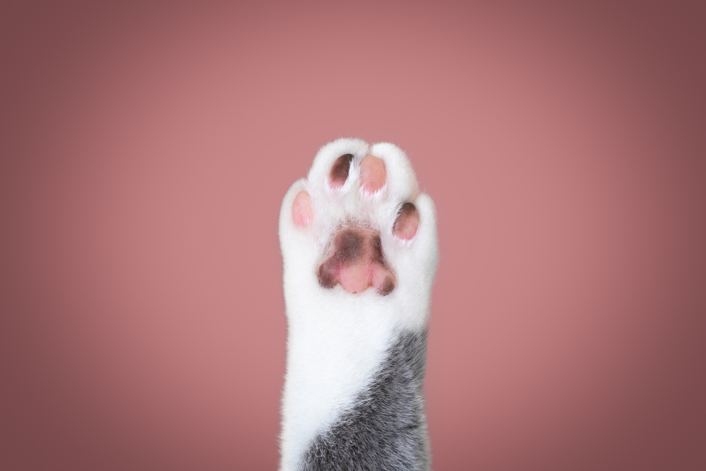 Toe Beans What They Are and How to Care for Them Daniel Oren