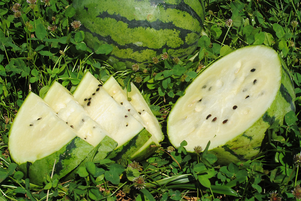 White Watermelons The Complete Guide Daniel Oren