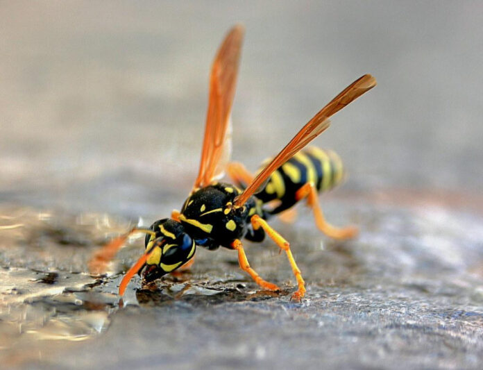 Exploring Theories on Yellowjackets Behavior