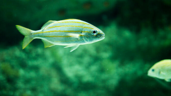 Chris Pratt and Katherine Schwarzenegger: A Match Made in Hollywood Love