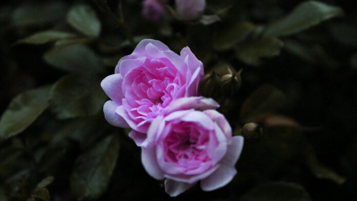 Inside the Royal Rift: Prince Harry and Meghan Markle’s Royal Family Drama