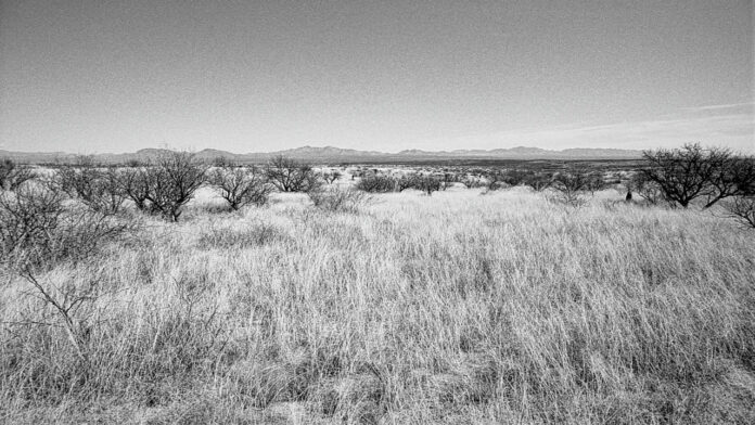 Uncovering the Mystique of Mescal Wasilewski: A Journey into Authentic Mexican Spirits