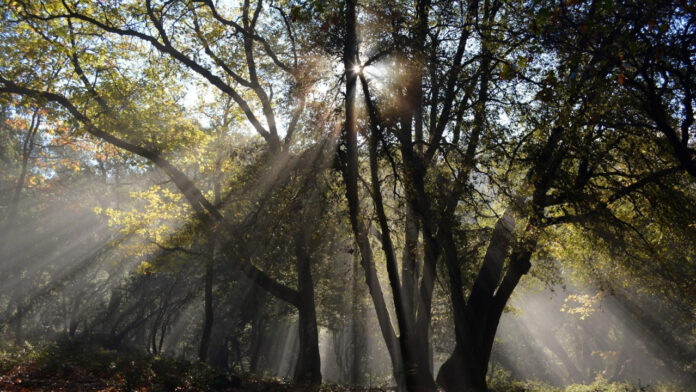 Unveiling the Allure of Jenna Ortega: A Dose of Sexy and Sophistication