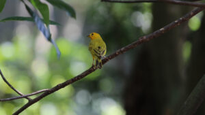 The Glamorous Life of PK Subban's Wife: A Look at Lindsey Vonn's