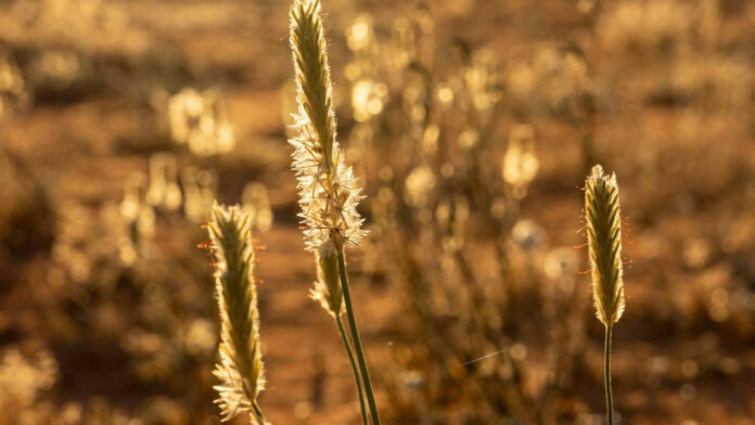 The OJ Simpson Khloe Kardashian Connection: Exploring the Rumors