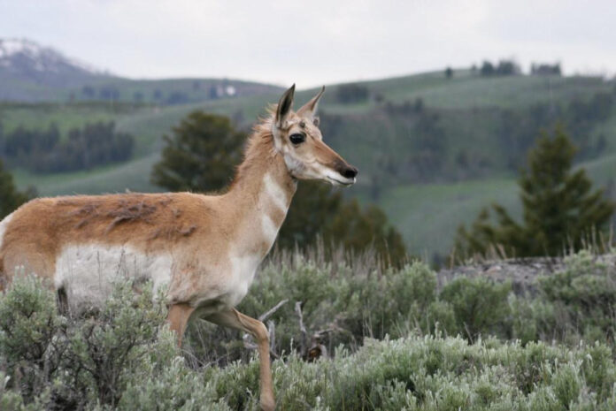 Exploring the Wonders of Casey Yellowstone: A Visitor’s Guide