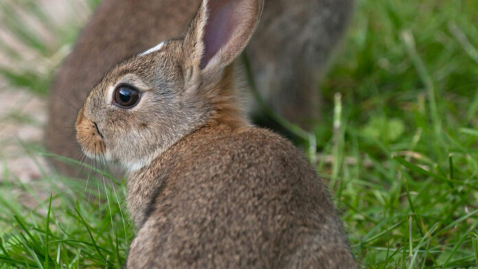 Unraveling the Mystery of Bad Bunny’s Iconic Hair