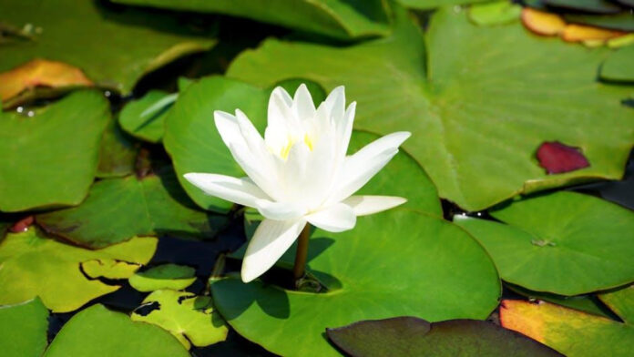 Unveiling the Drama: The White Lotus Season 3 Spoilers and Updates