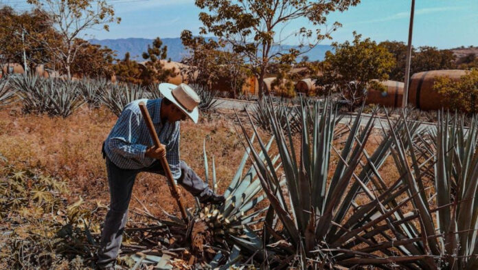 The Untold Story of Paul Mescal’s Age: Surprising Facts Revealed
