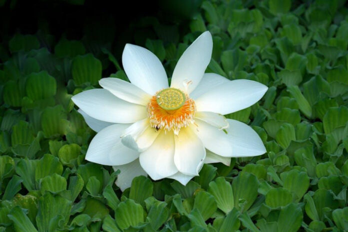 Unveiling the Intriguing World of White Lotus Season 3